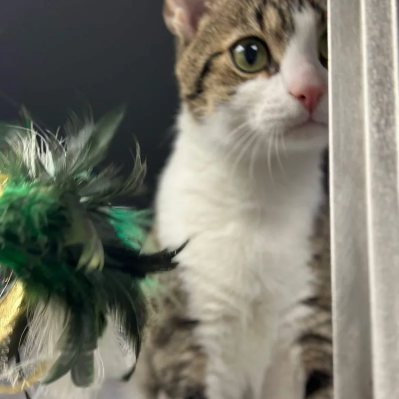 An adult medium-sized male Domestic Short Hair cat named Bluey for adoption in Bourne, MA