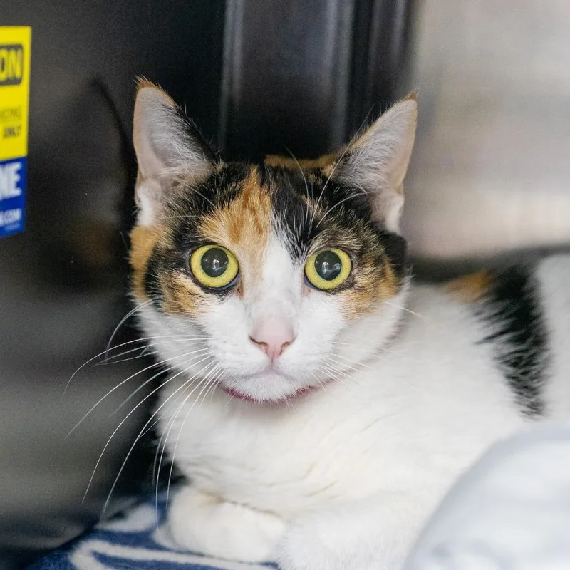 An adult medium-sized female Calico Domestic Short Hair cat named Mochi for adoption in Albuquerque, NM