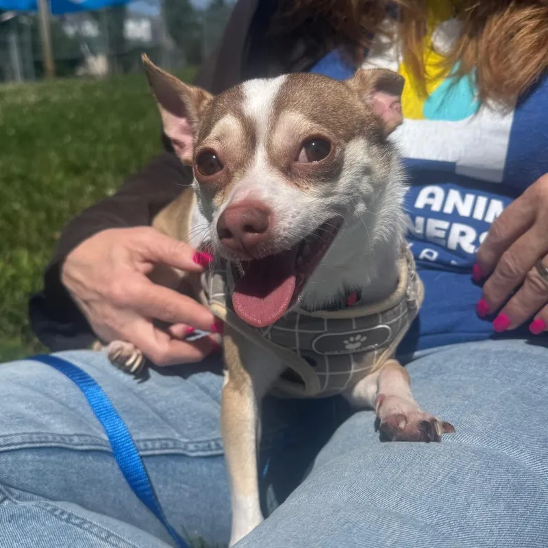 An adult small-sized male Brown / Chocolate Chihuahua dog named Snupe for adoption in Newark, DE