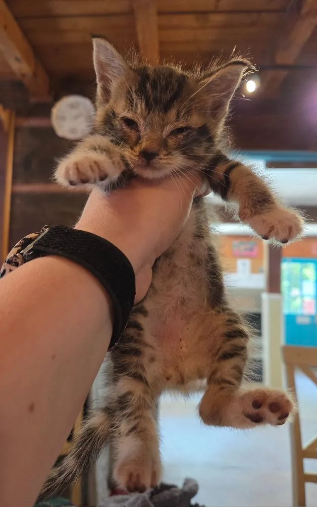 A baby small-sized male Domestic Short Hair cat named Boots for adoption in Rutherfordton, NC