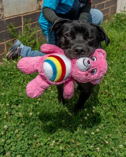 An adult large-sized male Mixed Breed dog named Angelo for adoption in Chamblee, GA