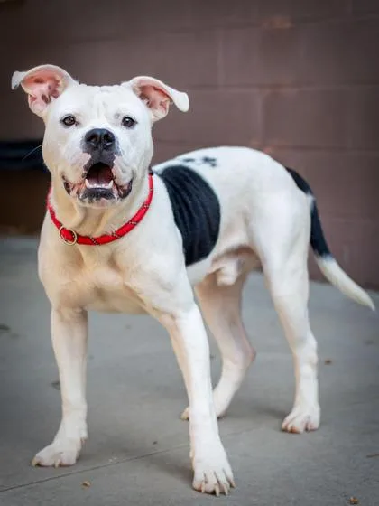 An adult large-sized male Mixed Breed dog named Copernicus for adoption in Chamblee, GA