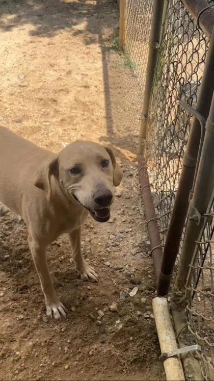 A young large-sized female Labrador Retriever dog named Veve for adoption in Picayune, MS