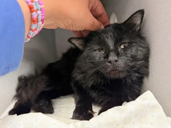 An adult medium-sized male Domestic Short Hair cat named Pomelo for adoption in New York, NY