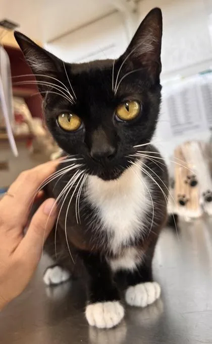 An adult medium-sized female Domestic Short Hair cat named Topaz for adoption in Largo, FL
