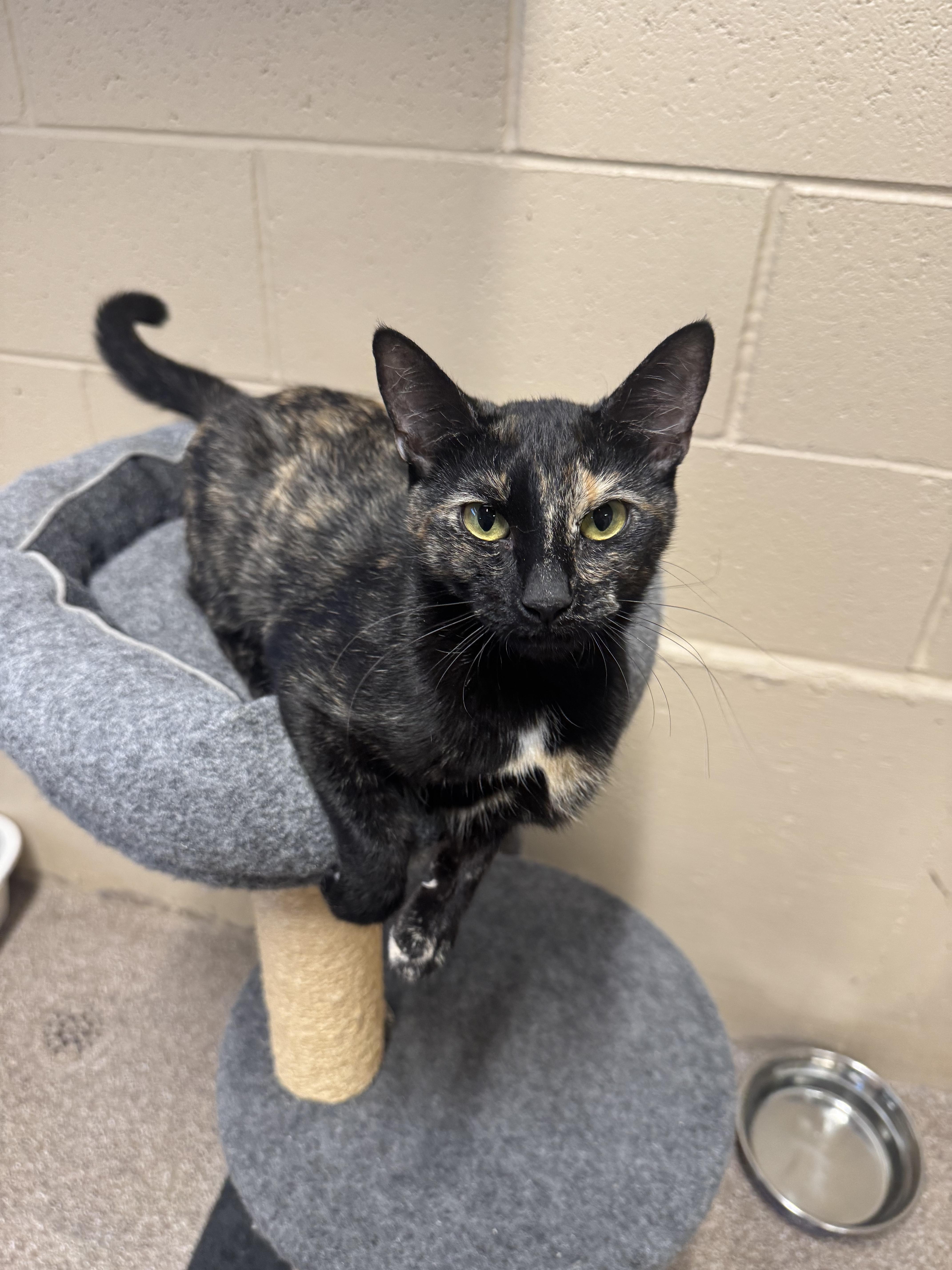 A young large-sized female Tortoiseshell Domestic Short Hair cat named Marble for adoption in Ivins, UT