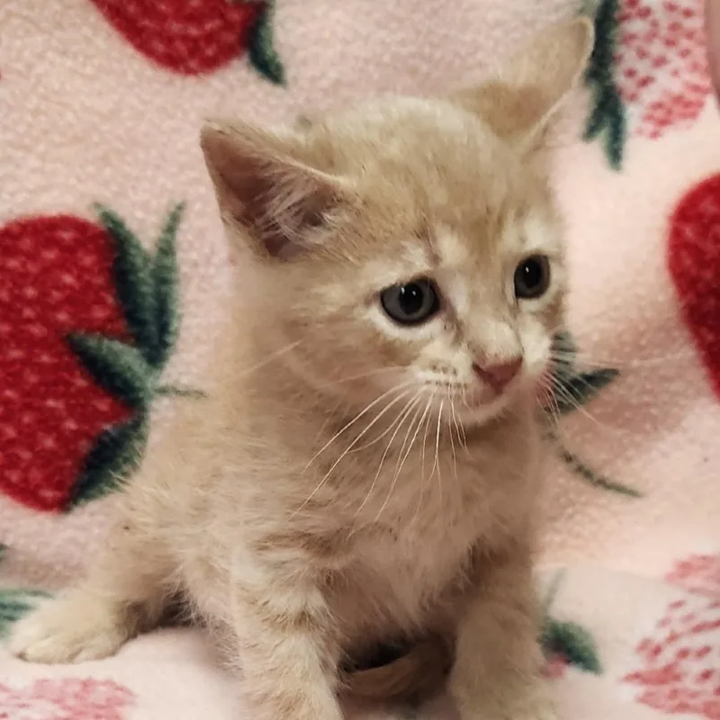 A baby small-sized male Buff / Tan / Fawn Domestic Short Hair cat named Tirell for adoption in Brighton, MO