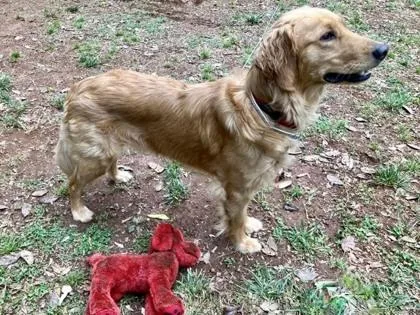 A young medium-sized female Golden Retriever dog named Butter for adoption in Malvern, PA