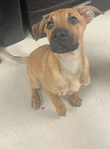 A baby small-sized male German Shepherd Dog dog named Brisket for adoption in Dayton, OH