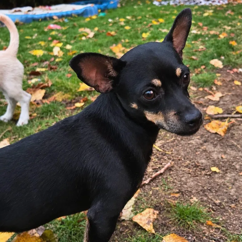 A young small-sized male Miniature Pinscher dog named Chico for adoption in West Falls, NY