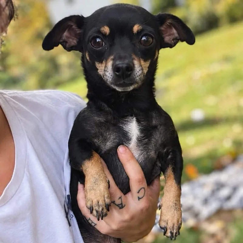 Chico thumbnail 2