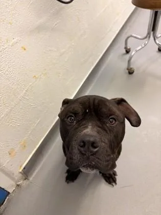 A young large-sized male Pit Bull Terrier dog named Jj for adoption in Seattle, WA