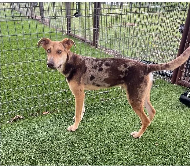 A young medium-sized male Catahoula Leopard Dog dog named Alfalfa for adoption in Granbury, TX