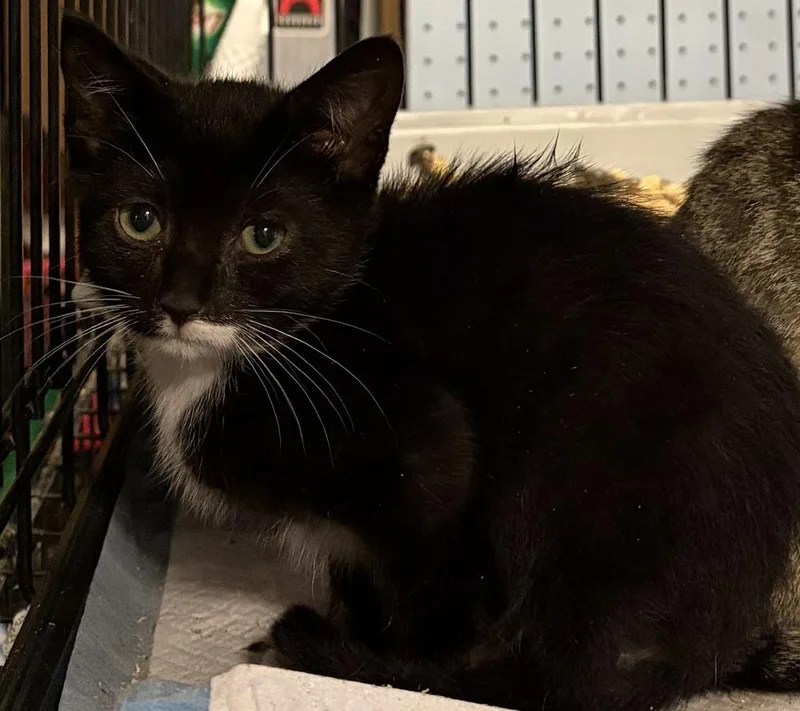 A baby small-sized male Black & White / Tuxedo Domestic Short Hair cat named Thumper for adoption in Lake Wylie, SC