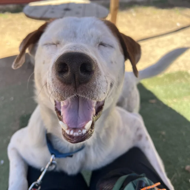 Tim Cook thumbnail 2