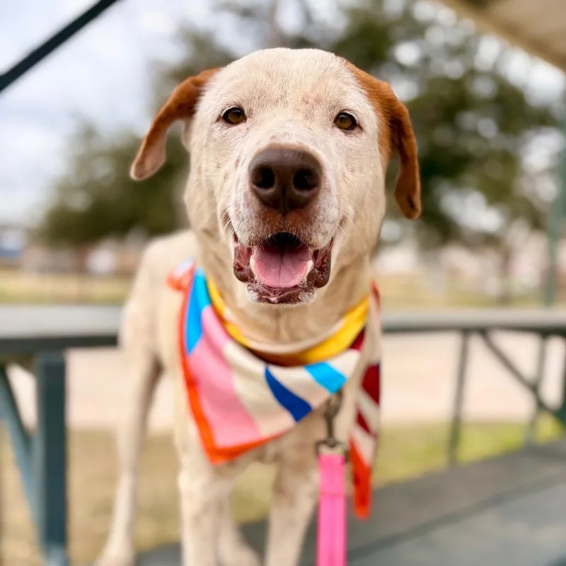 Tim Cook thumbnail 3