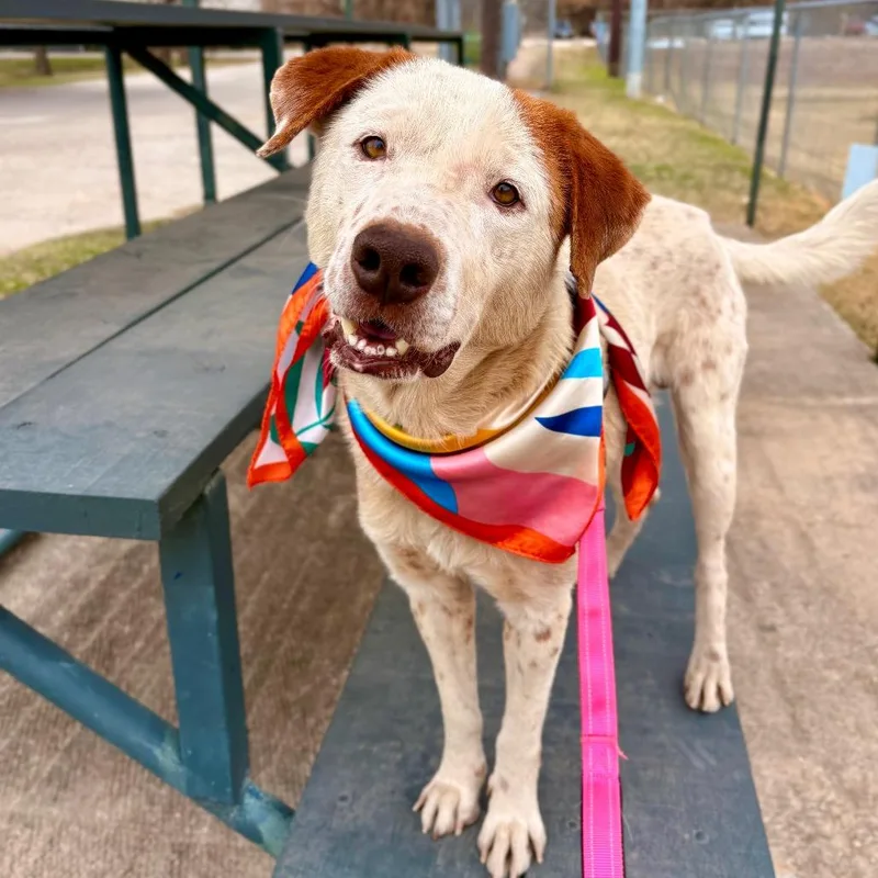 Tim Cook thumbnail 4