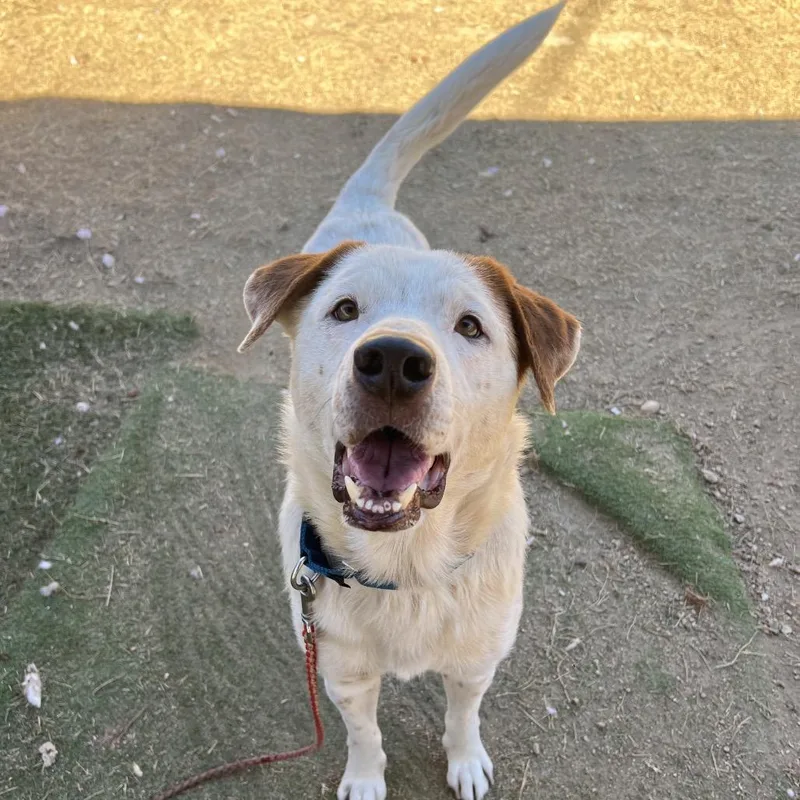 Tim Cook thumbnail 5