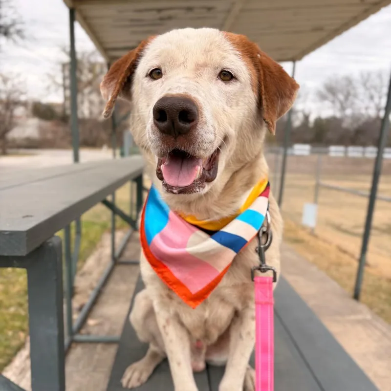 Tim Cook thumbnail 6