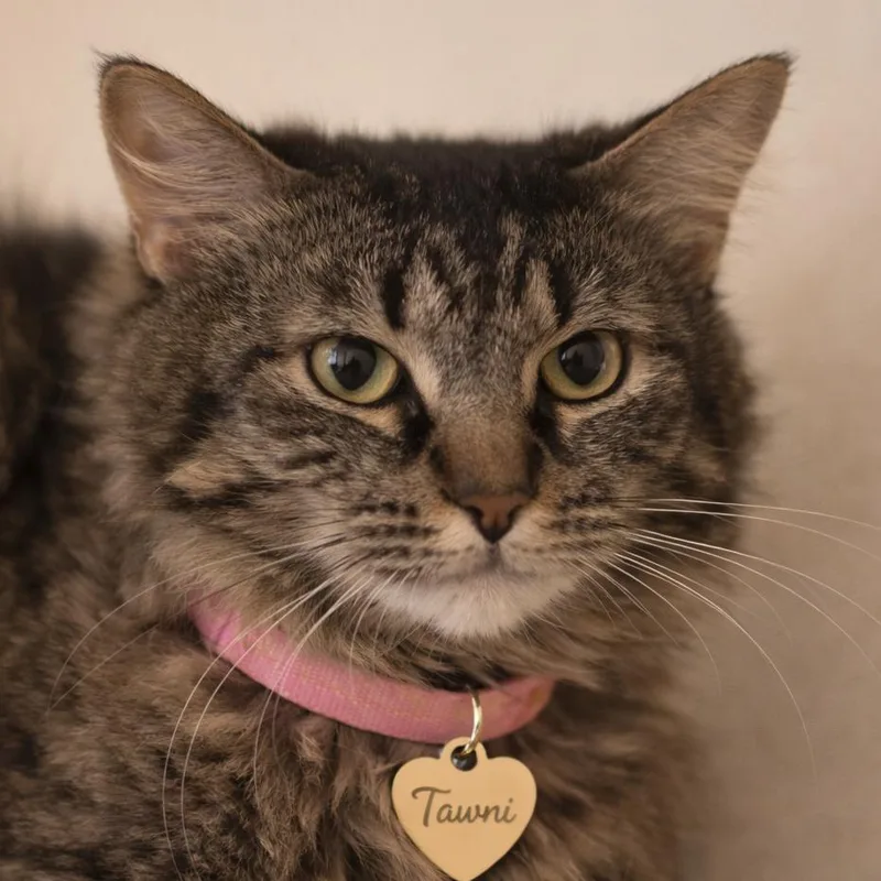 An adult medium-sized female Brown / Chocolate Domestic Long Hair cat named Tawni for adoption in Hannibal, MO
