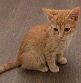 A baby small-sized male Tabby (Orange / Red) Domestic Short Hair cat named Red Bull for adoption in Homer Glen, IL