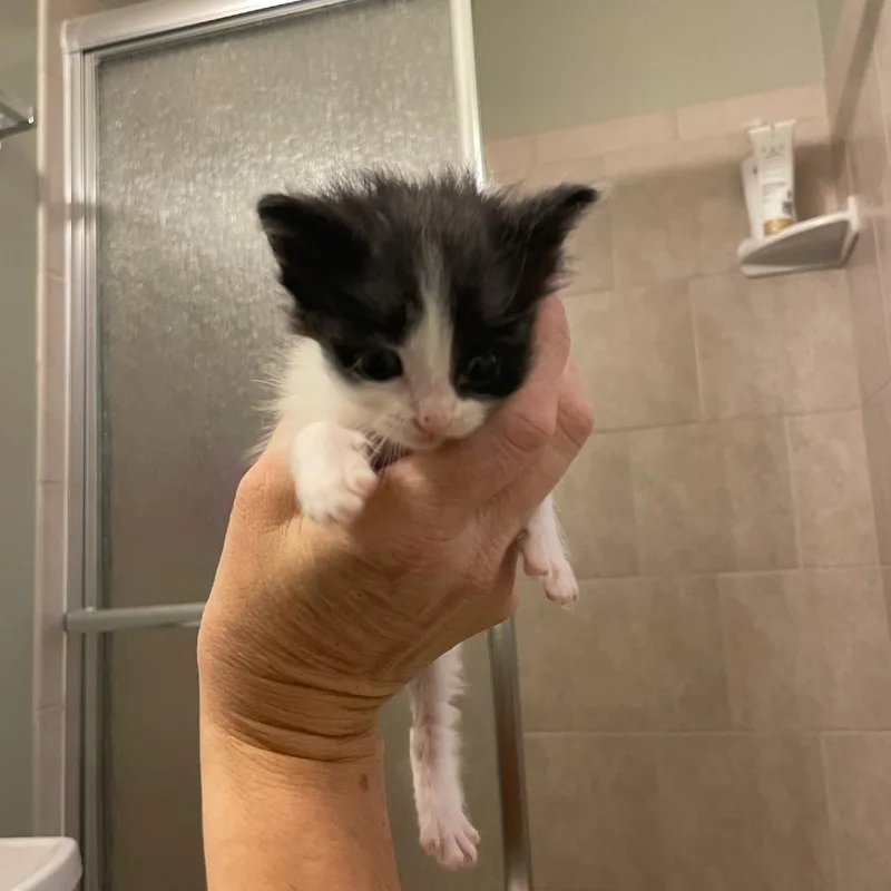 A baby small-sized female White Domestic Short Hair cat named Red Velvet for adoption in Bel Air, MD