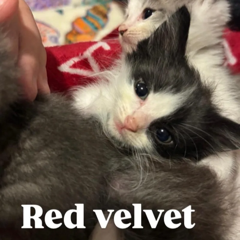 Red Velvet thumbnail 2
