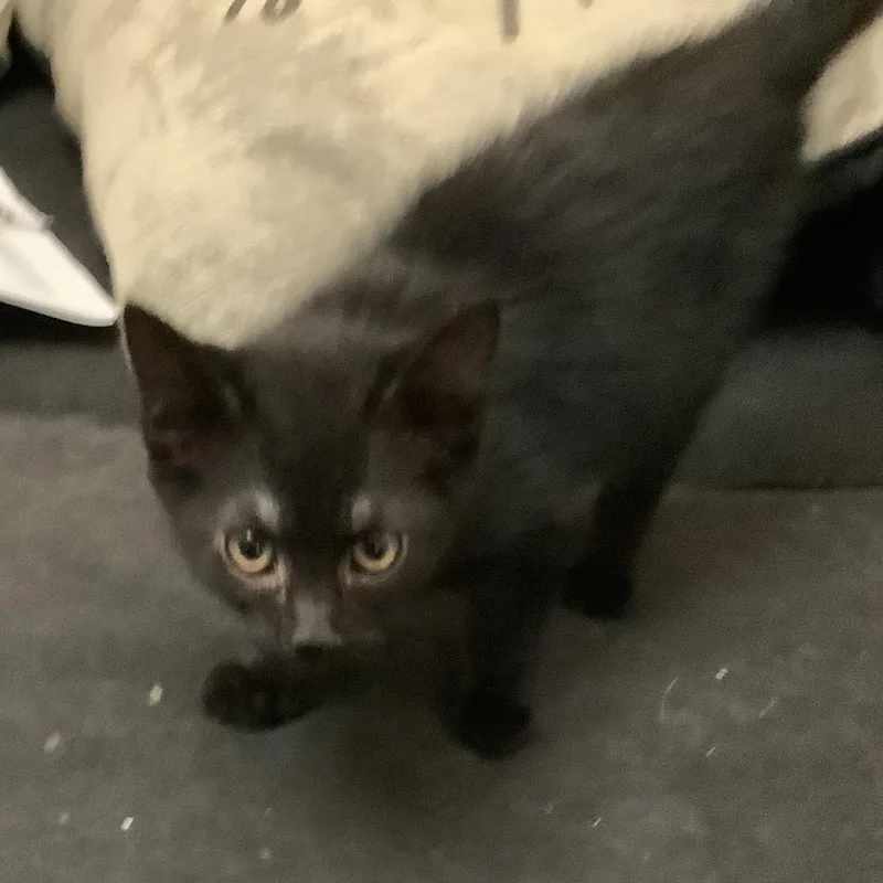 A baby small-sized female Gray / Blue / Silver Domestic Short Hair cat named Walnut for adoption in Irwin, PA