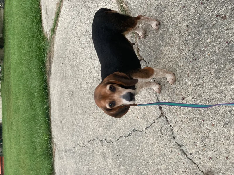 Coco Bean thumbnail 2