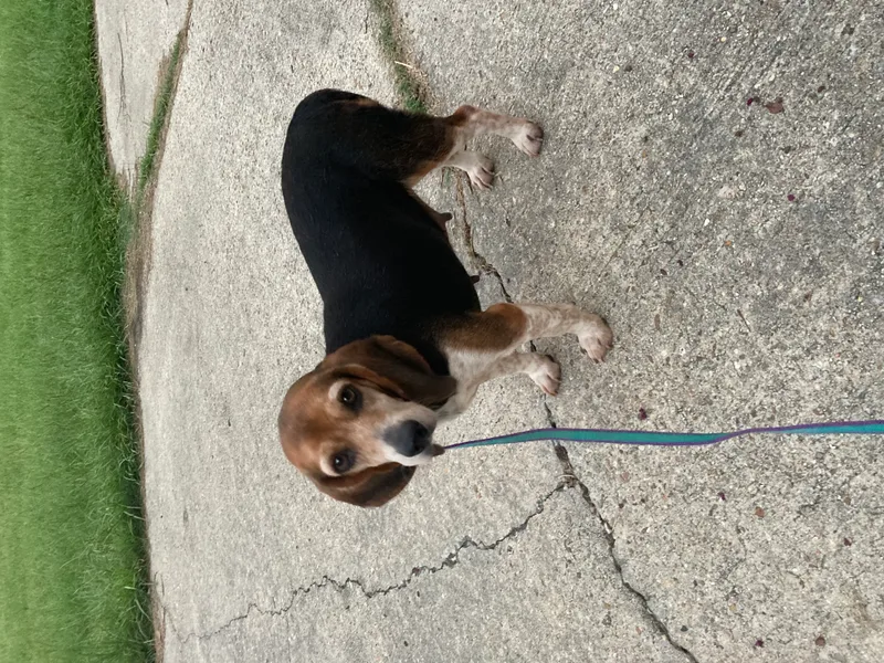 Coco Bean thumbnail 3