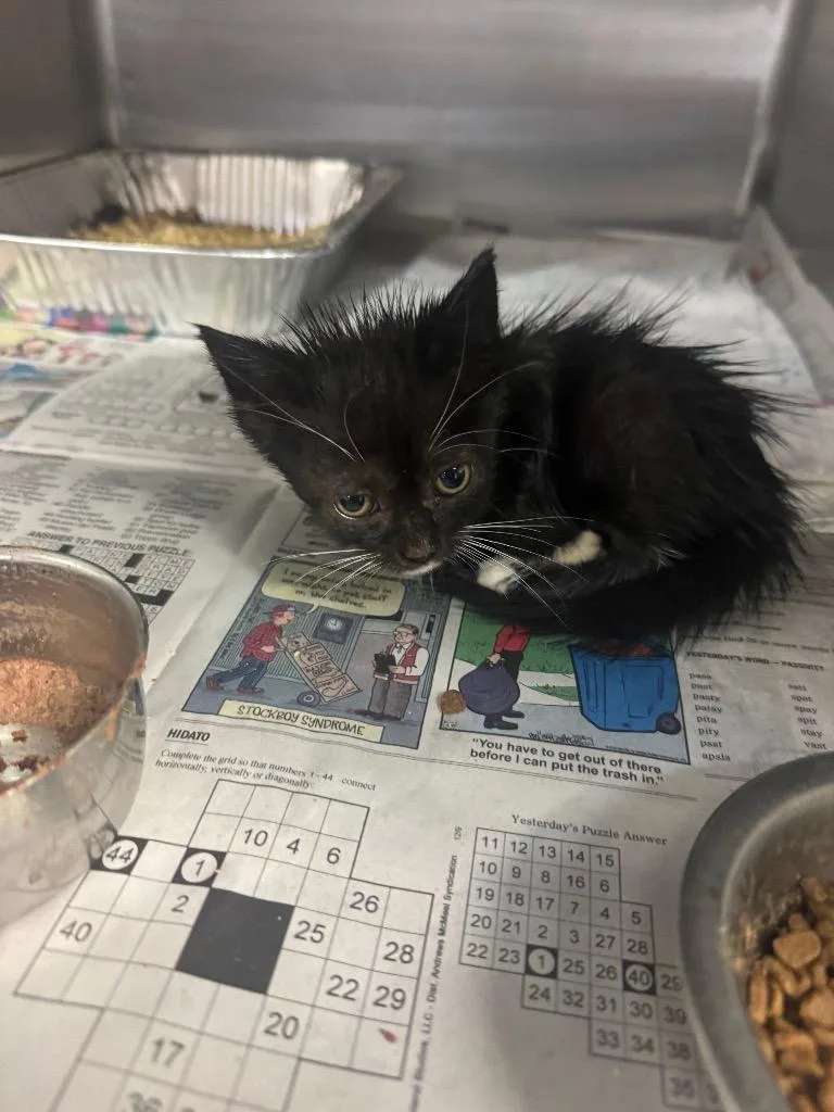 A baby medium-sized male Domestic Short Hair cat named Midnight Moon for adoption in Sorrento, LA