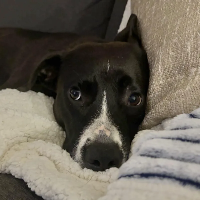 A young medium-sized female Mixed Breed dog named Nadine for adoption in Columbia, SC