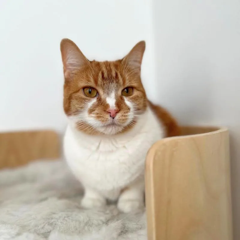 A young small-sized female Orange & White Domestic Short Hair cat named Clementine for adoption in Bronx, NY