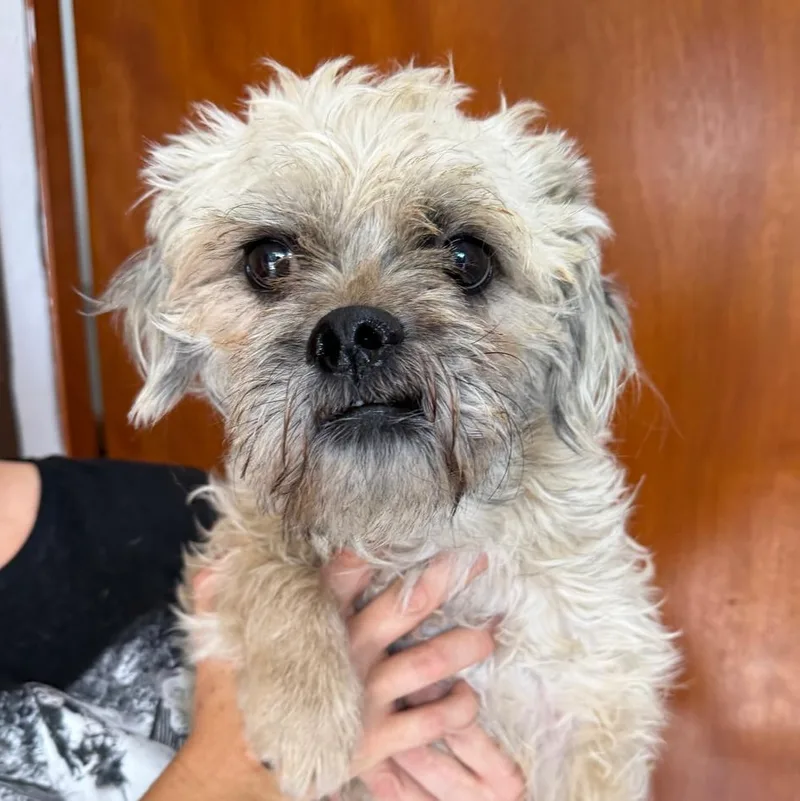 A young small-sized male Apricot / Beige Shih Tzu dog named Marvin for adoption in Sherwood, OR