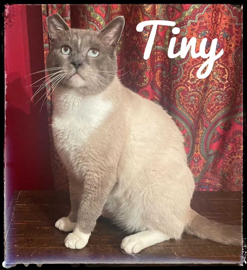 An adult extra large-sized male Snowshoe cat named Tiny for adoption in El Cajon, CA