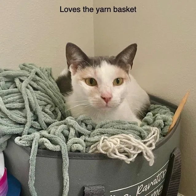 An adult small-sized female White Domestic Short Hair cat named Ariana for adoption in San Pedro, CA