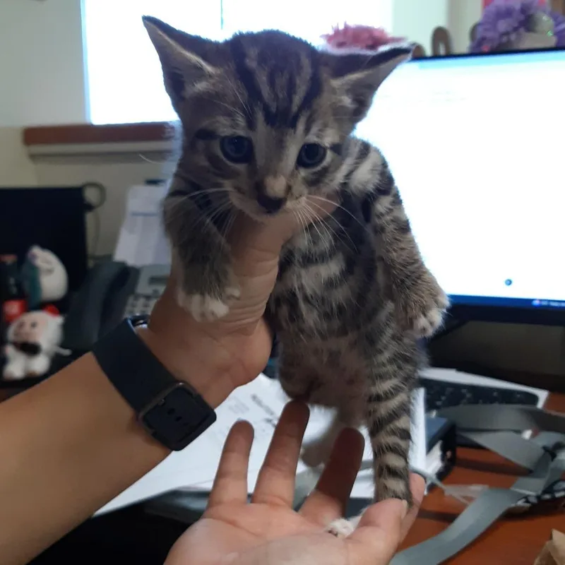 Nacho