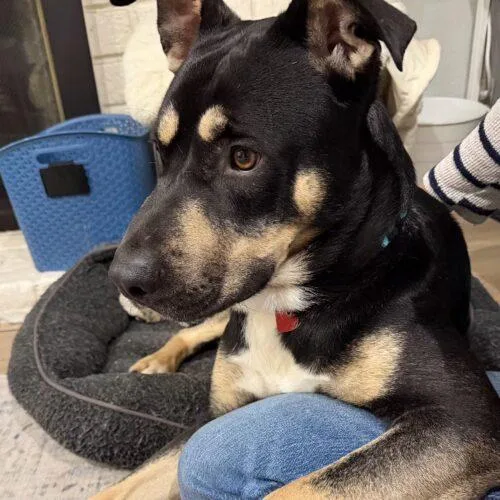 A young large-sized male Tricolor (Brown, Black, & White) Mixed Breed dog named Bogie for adoption in San Juan Capistrano, CA