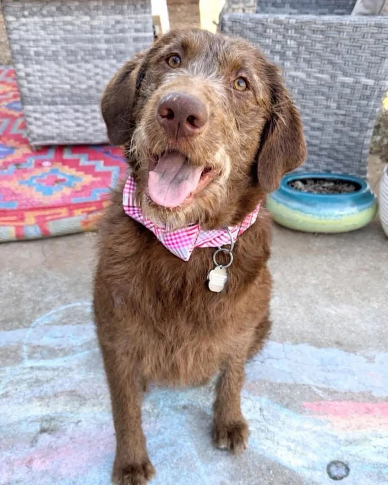 A young medium-sized female Brown / Chocolate Labradoodle dog named Woody for adoption in Edmond, OK
