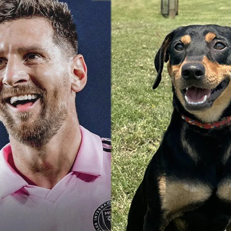 A young medium-sized male Brown / Chocolate Miniature Pinscher dog named Lionel Messi S for adoption in Natchitoches, LA