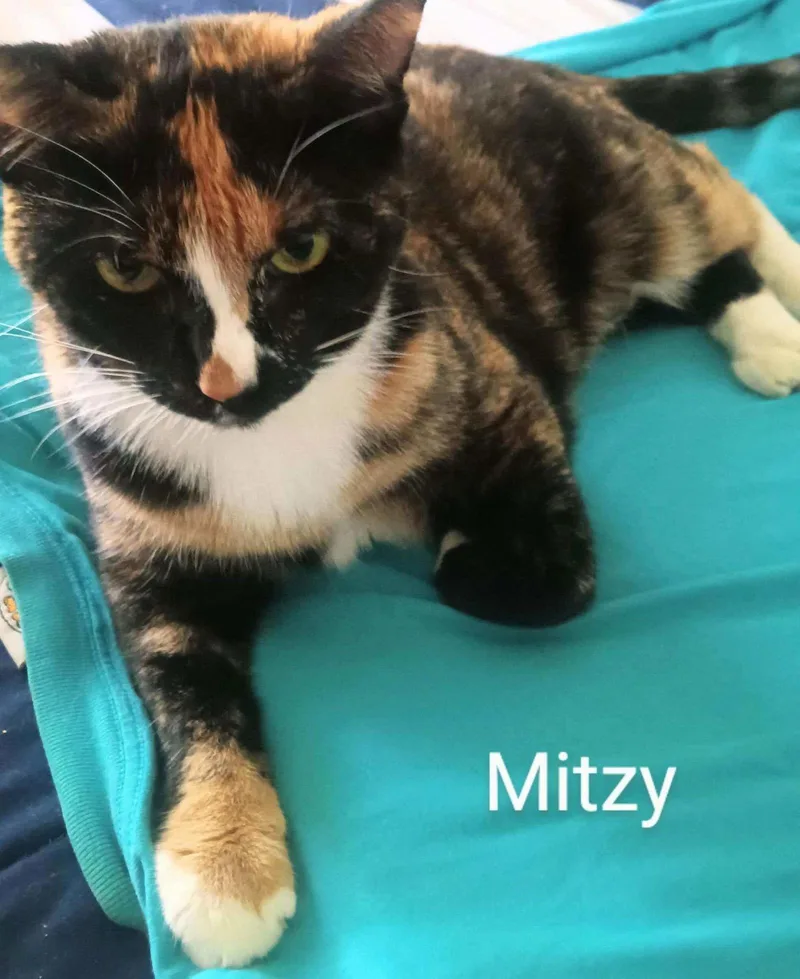 Mitzi