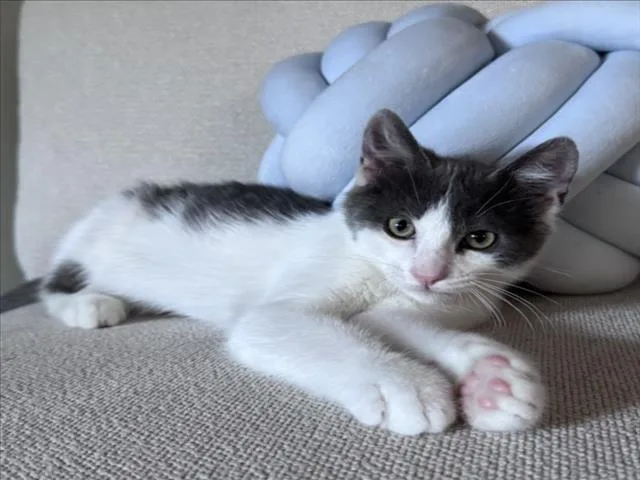 A baby medium-sized male Gray / Blue / Silver Domestic Short Hair cat named Sunny for adoption in Woodland, CA