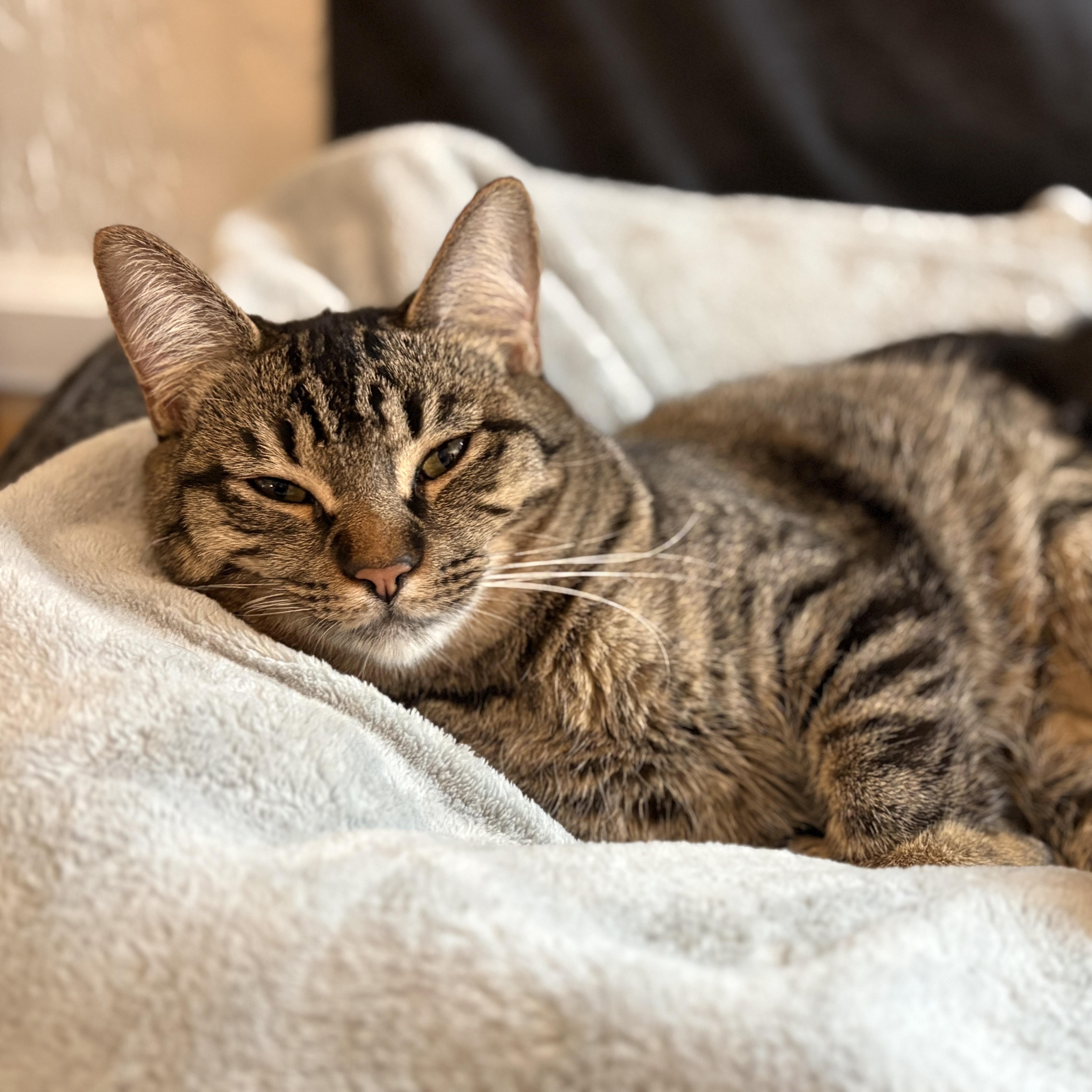 A baby small-sized female Tabby (Brown / Chocolate) Domestic Short Hair cat named Fern for adoption in Benicia, CA