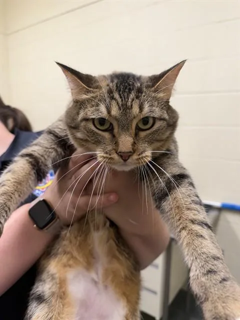 An adult medium-sized female Domestic Short Hair cat named Lola for adoption in Lees Summit, MO
