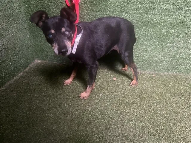 A senior small-sized male Miniature Pinscher dog named Juan Pedro for adoption in Lancaster, CA