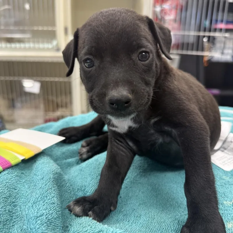 A baby small-sized male Black Pit Bull Terrier dog named Arbor for adoption in East Saint Louis, IL