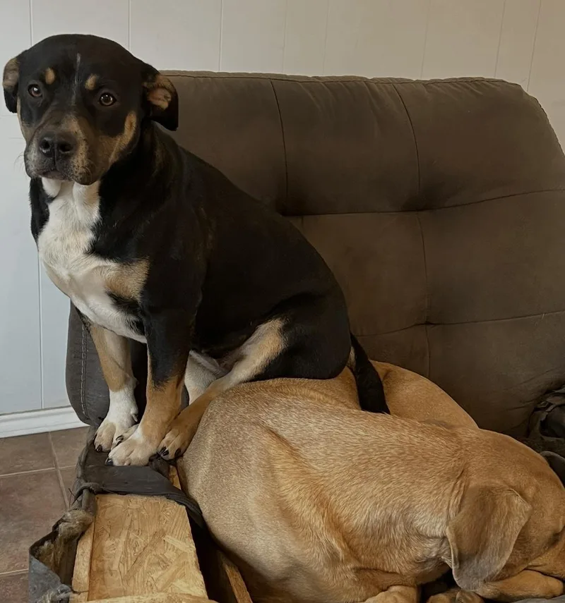 A young medium-sized female Tricolor (Brown, Black, & White) Pit Bull Terrier dog named Brandy for adoption in Allen, TX