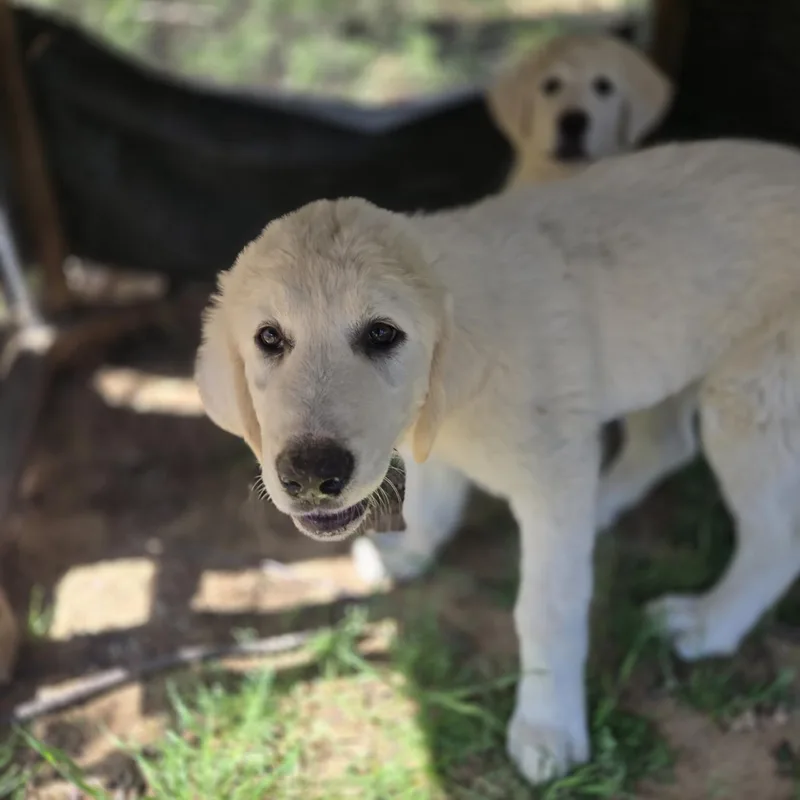 A baby large-sized male White / Cream Great Pyrenees dog named Yogi for adoption in Mansfield, TX