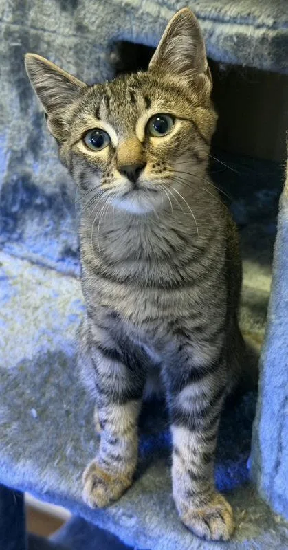 A baby medium-sized male Tabby cat named Chilito for adoption in MONTGOMERY, TX