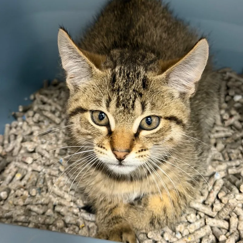 A baby small-sized male Brown / Chocolate Domestic Short Hair cat named Kai for adoption in Hampton Bays, NY